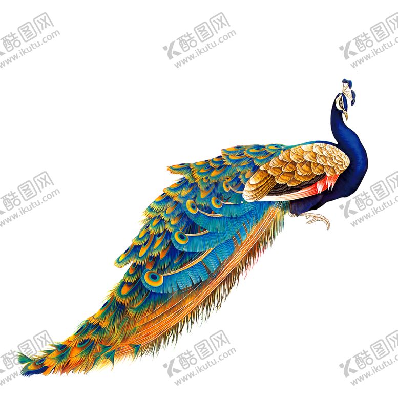 编号：86577607040703397518【酷图网】源文件下载-孔雀