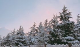 雪天的鸟