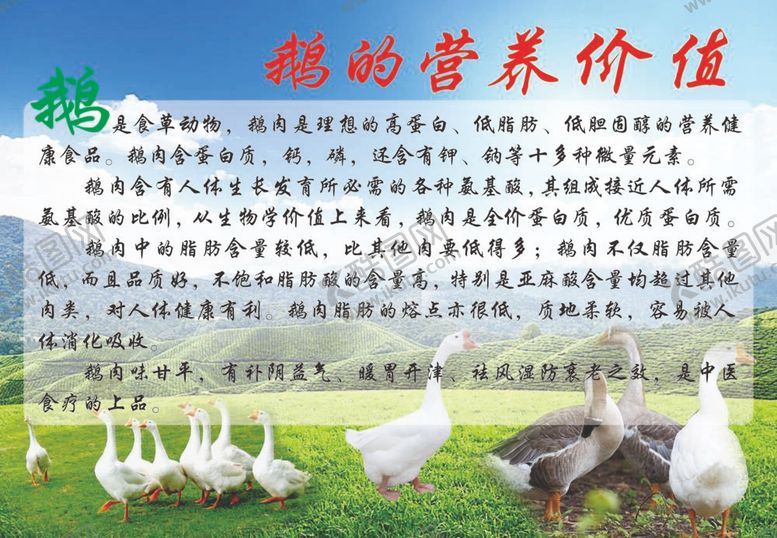 编号：09685209151220157341【酷图网】源文件下载-鹅