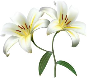 百合