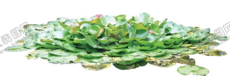 编号：38892209201231435392【酷图网】源文件下载-睡莲
