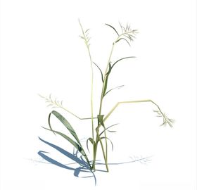 雀麦