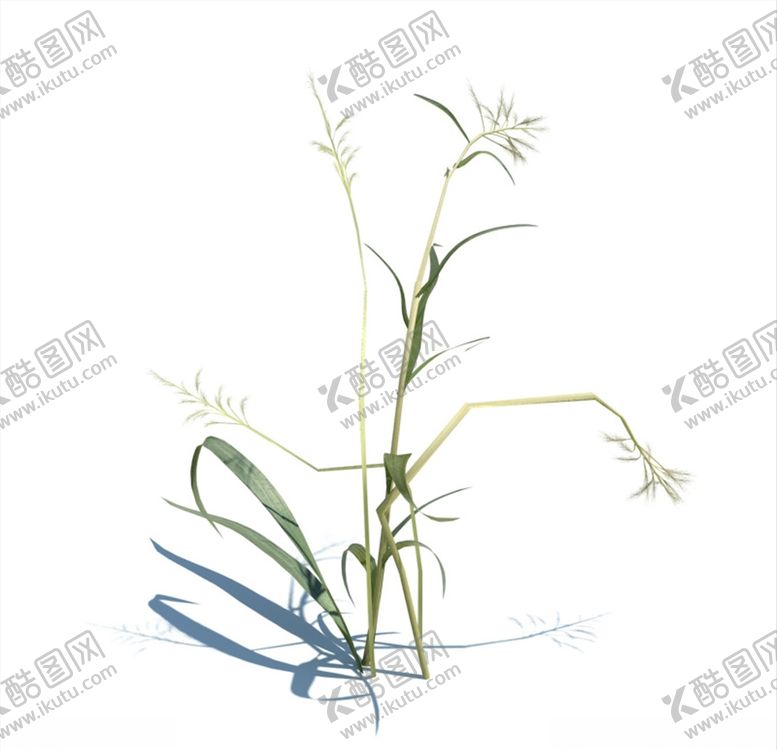 编号：50272409232339498699【酷图网】源文件下载-雀麦