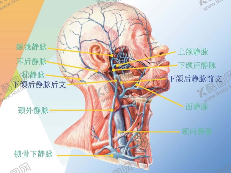 编号：84185601131201131527【酷图网】源文件下载-静脉