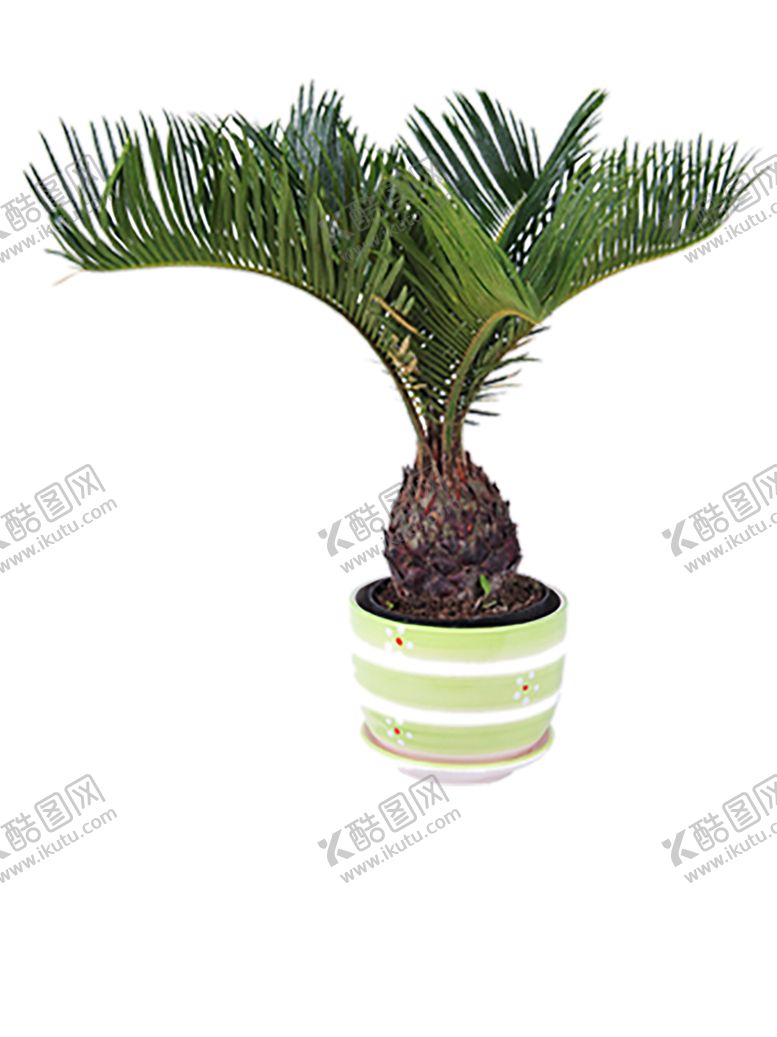编号：29342510042038483377【酷图网】源文件下载-绿色植物