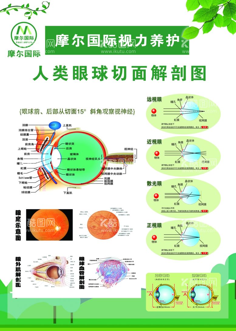 编号：47259712040450168668【酷图网】源文件下载-眼球解刨展板