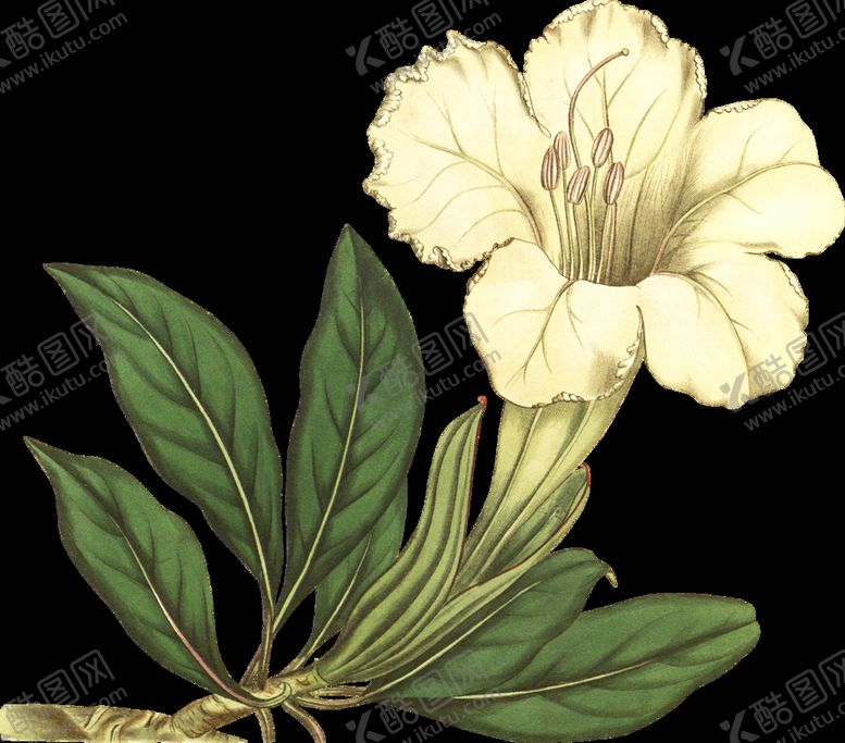 编号：91295611210951549527【酷图网】源文件下载-鲜花花朵植物         