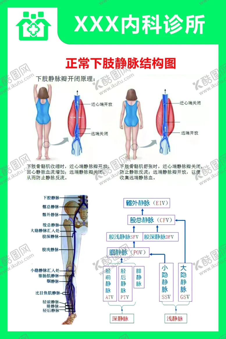 编号：63337212010635487466【酷图网】源文件下载-正常下肢静脉结构图