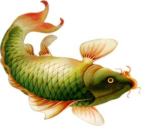 鲤鱼