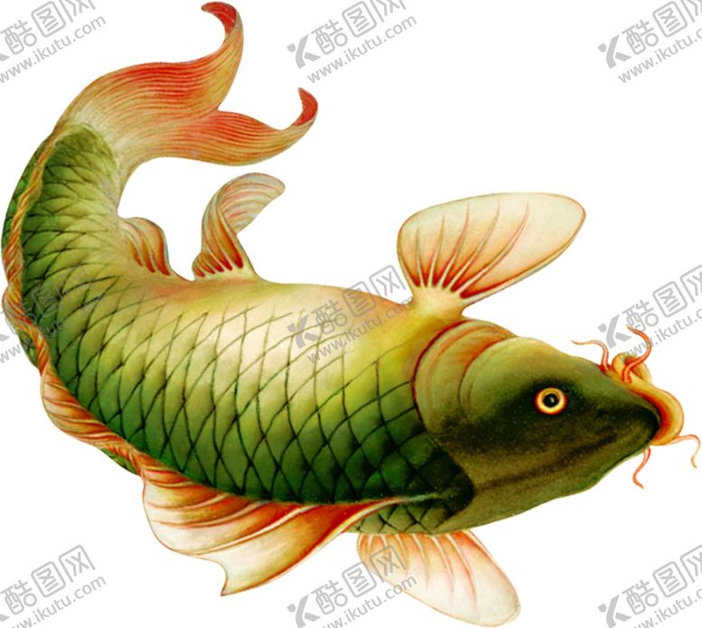 编号：70515205101236063929【酷图网】源文件下载-鲤鱼