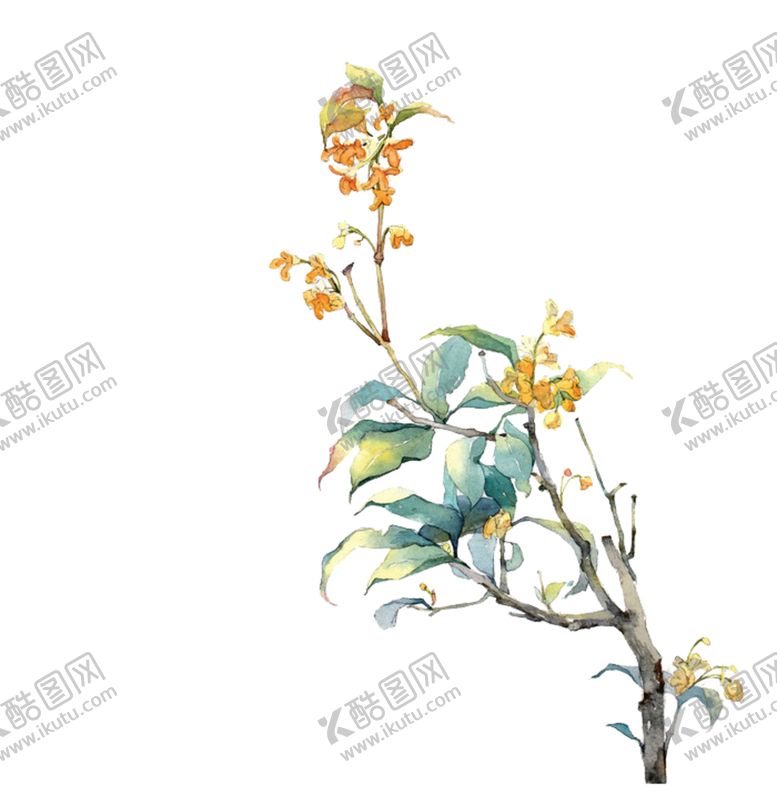 编号：17678510080345544606【酷图网】源文件下载-桂花png