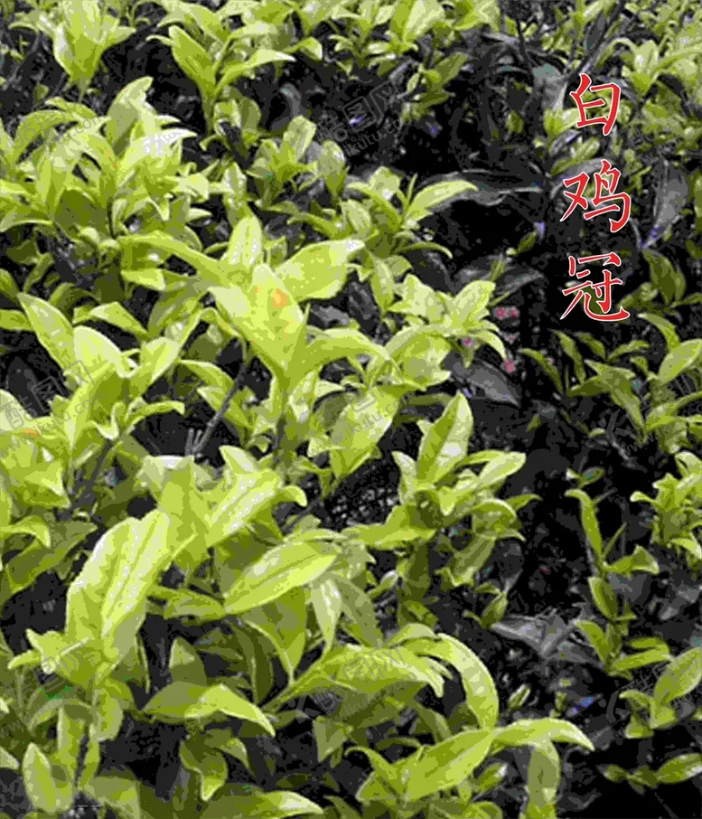 编号：88142601250428173168【酷图网】源文件下载-白鸡冠茶山