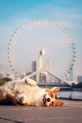 搜救犬海报