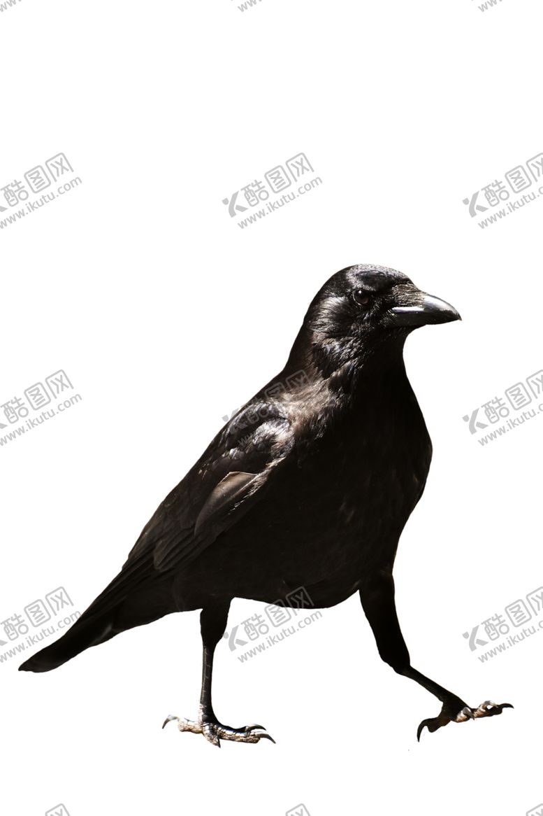 编号：64686909242255493872【酷图网】源文件下载-乌鸦