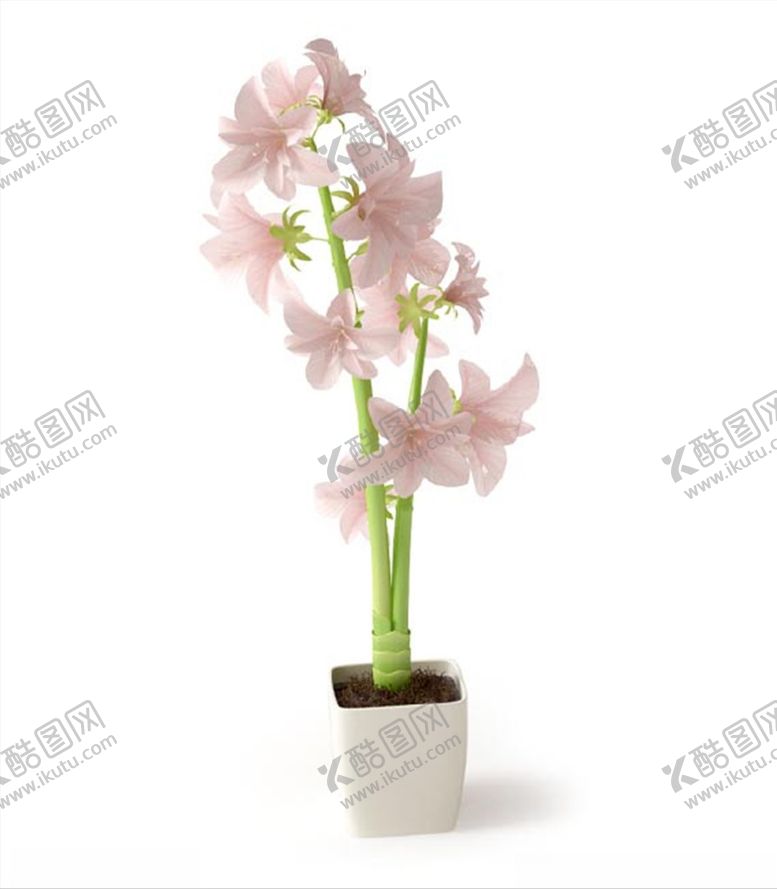 编号：43281003220852535615【酷图网】源文件下载-樱花草