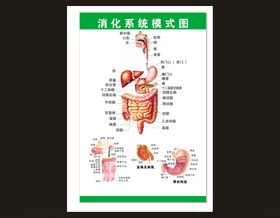 消化系统