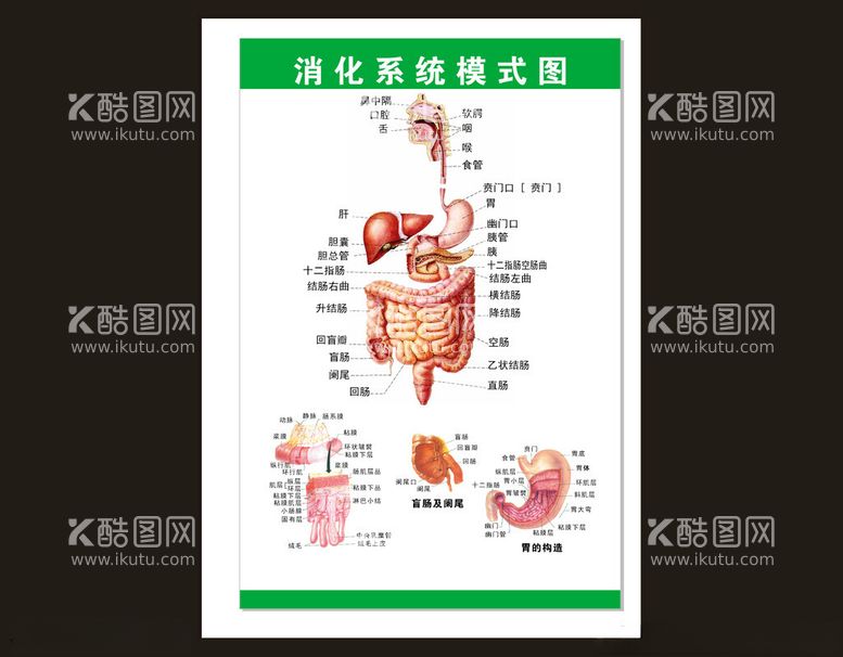 编号：22816412121733067921【酷图网】源文件下载-消化系统