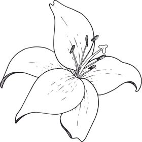 白描植物