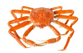 snowcrab雪蟹螃蟹