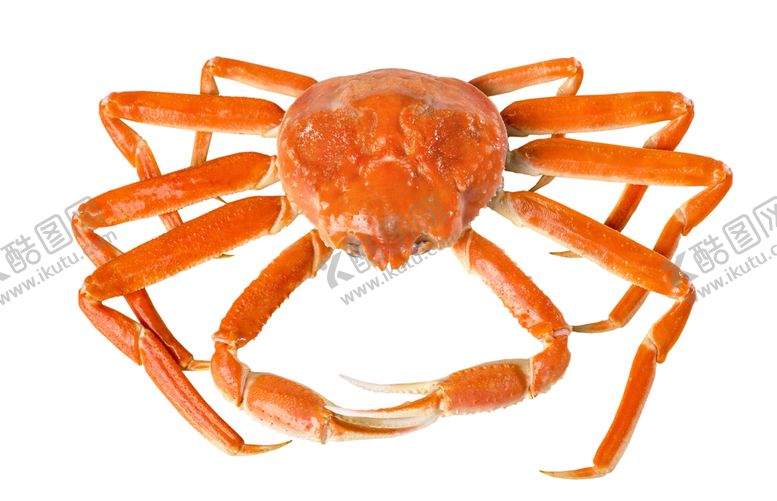 编号：96754009300121481675【酷图网】源文件下载-snowcrab雪蟹螃蟹