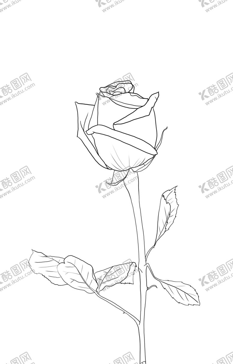 编号：88200409251246166530【酷图网】源文件下载-玫瑰花