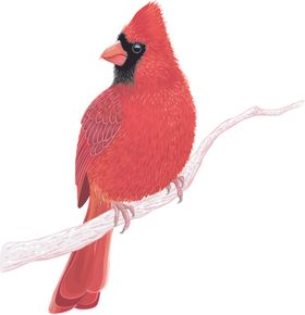 肥肥虾小龙虾