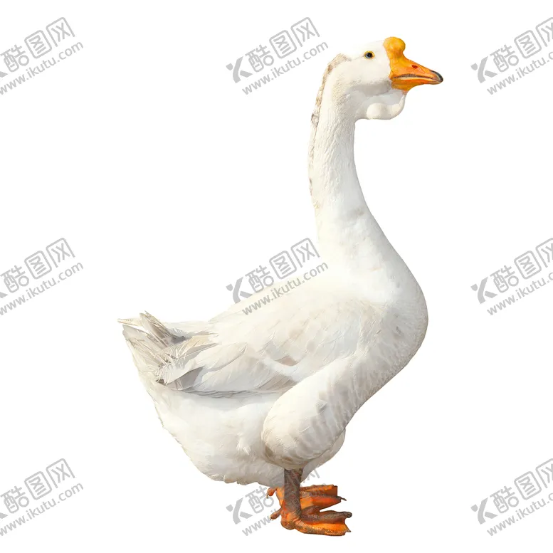 编号：63459910171722241794【酷图网】源文件下载-大白鹅