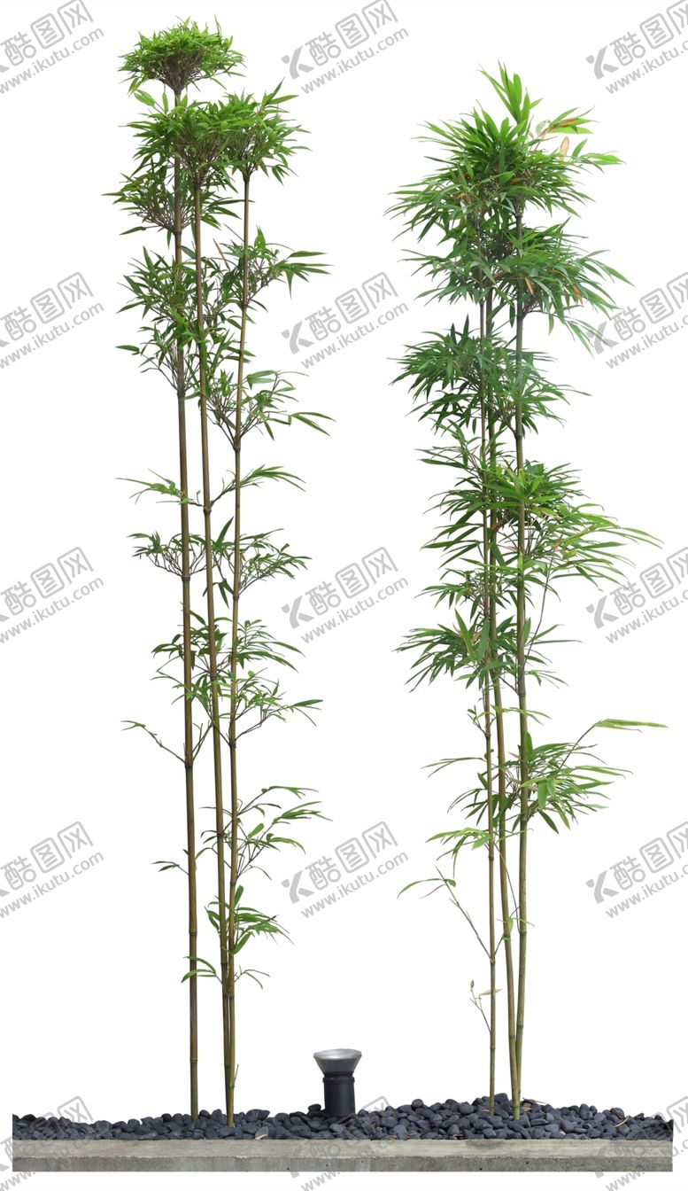 编号：99238509281650041301【酷图网】源文件下载-免扣植物树木素材图片