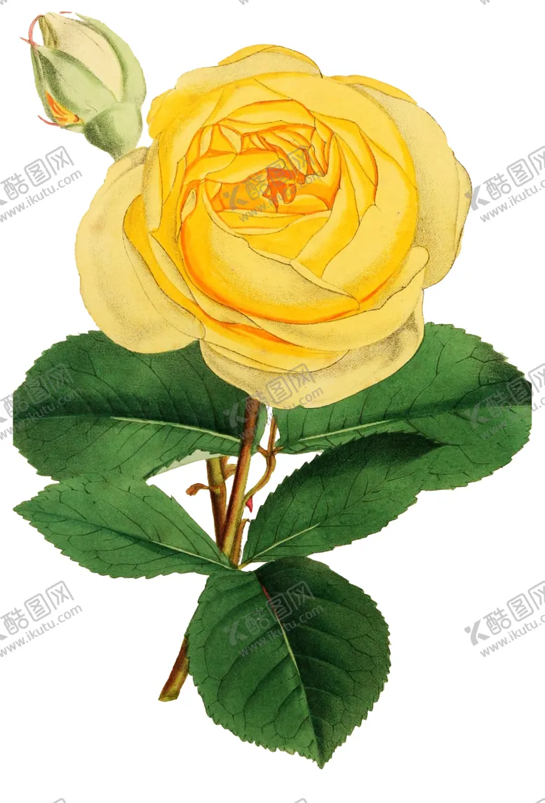 编号：90888709100324083791【酷图网】源文件下载-复古鲜花植物装饰图案