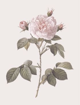 花卉