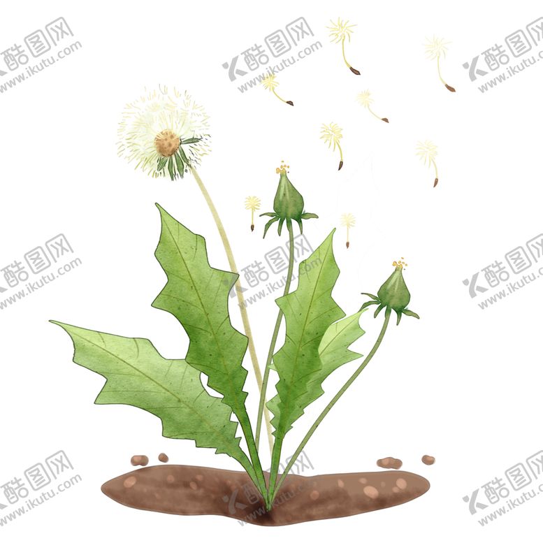 编号：96716601201328323735【酷图网】源文件下载-蒲公英花朵植物