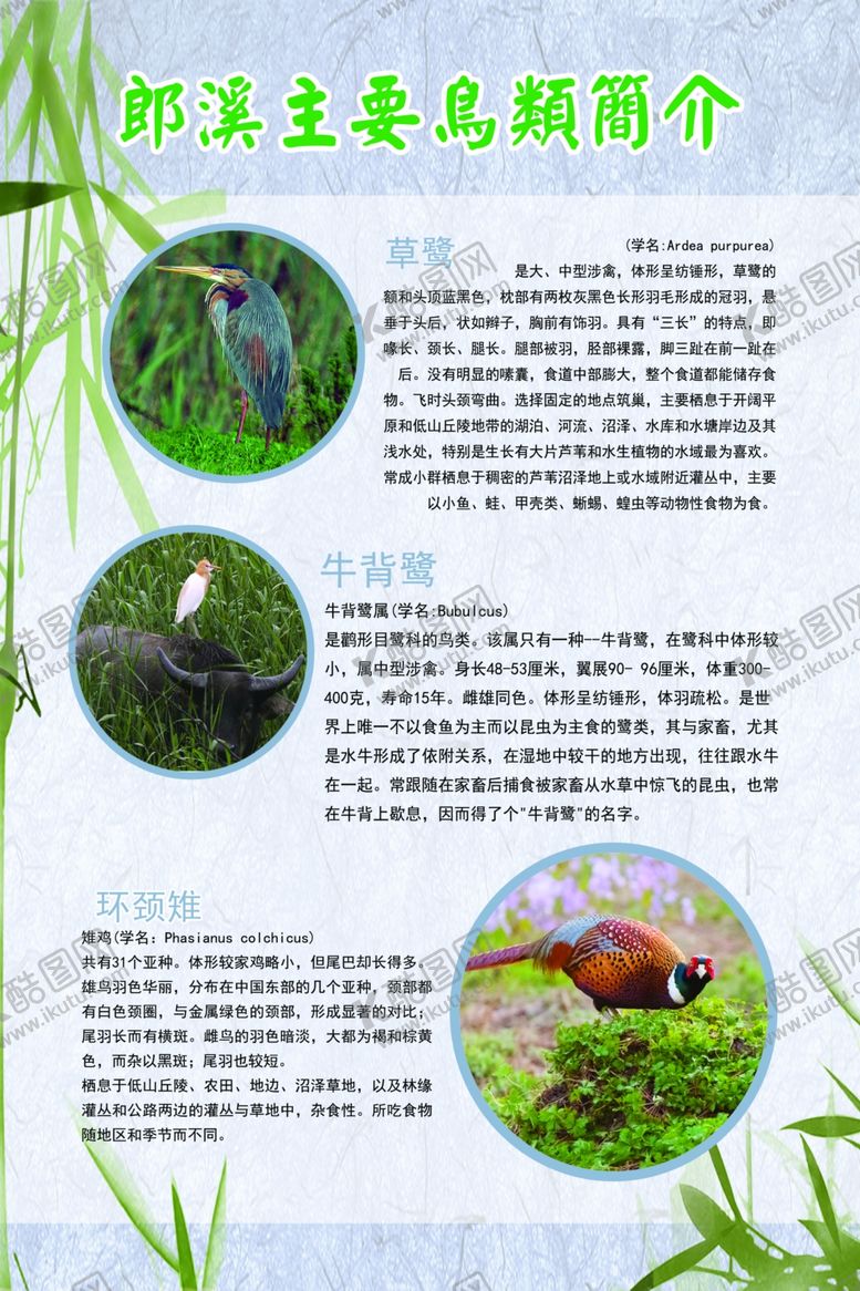 编号：78436710131335373831【酷图网】源文件下载-鸟类介绍