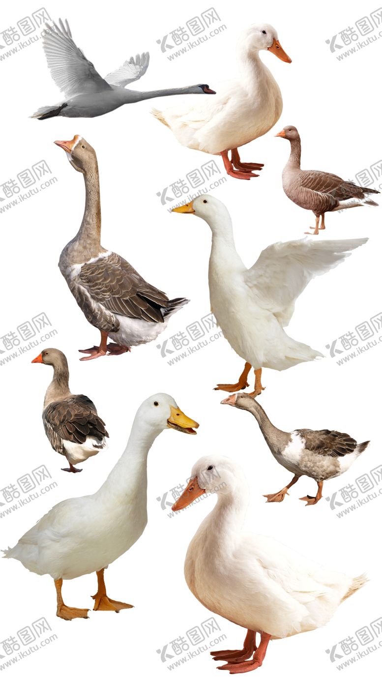 编号：03591709212232230132【酷图网】源文件下载-高清免扣大鹅素材