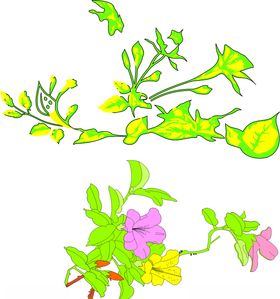 手绘花卉矢量图