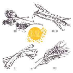 蔬菜食品图案素描装饰