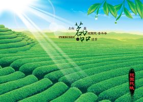 茗茶宣传画册内页图五