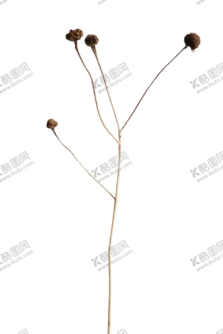编号：13592206241146061912【酷图网】源文件下载-免抠背景干花枯花