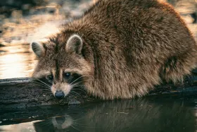 浣熊