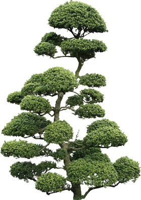 透明大树png素材