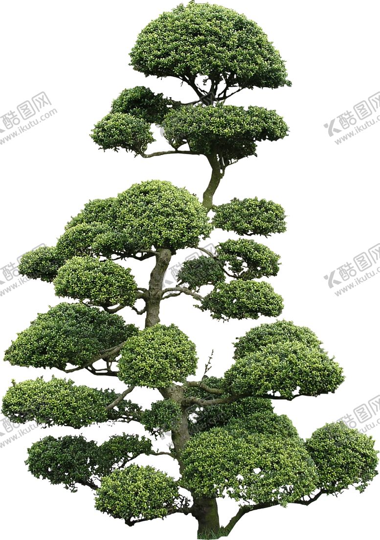 编号：80784310010107371713【酷图网】源文件下载-透明大树png素材