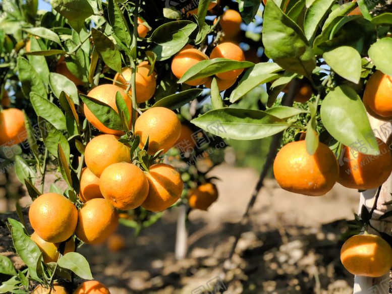 编号：76582210052027018921【酷图网】源文件下载-桔子