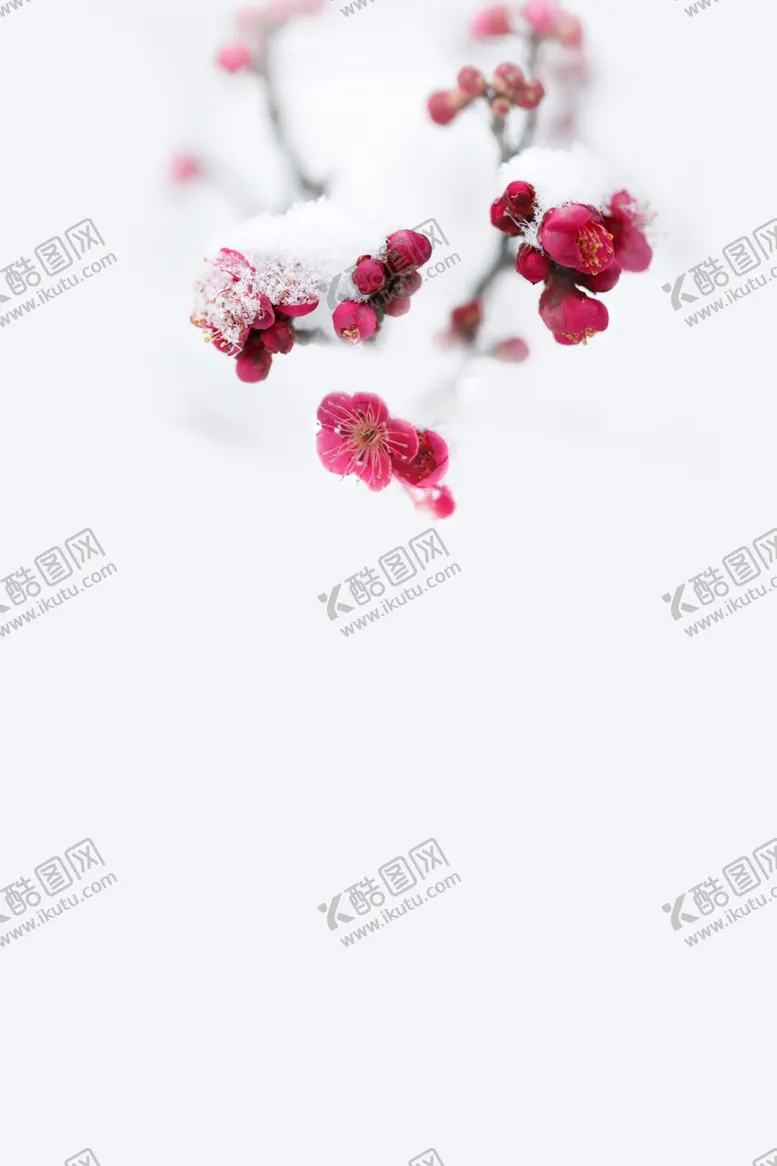 编号：25016602050814505914【酷图网】源文件下载-寒梅背景