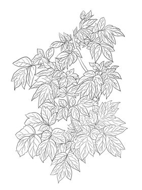 叶子素描