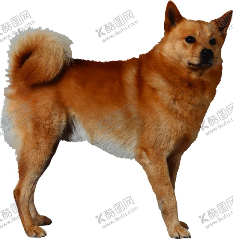 编号：39798309291938026308【酷图网】源文件下载-宠物狗图案