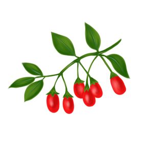 枸杞