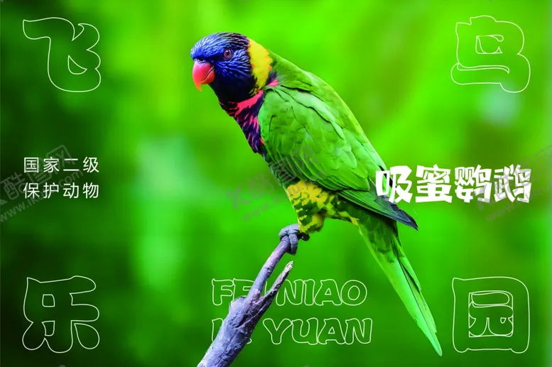 编号：80211501200708097076【酷图网】源文件下载-彩虹吸蜜鹦鹉