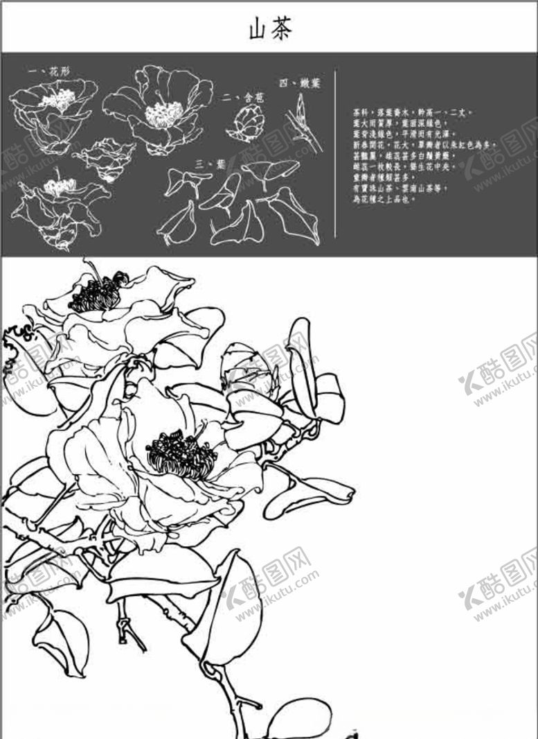 编号：23448109130631218497【酷图网】源文件下载-中国工笔画图谱-山茶