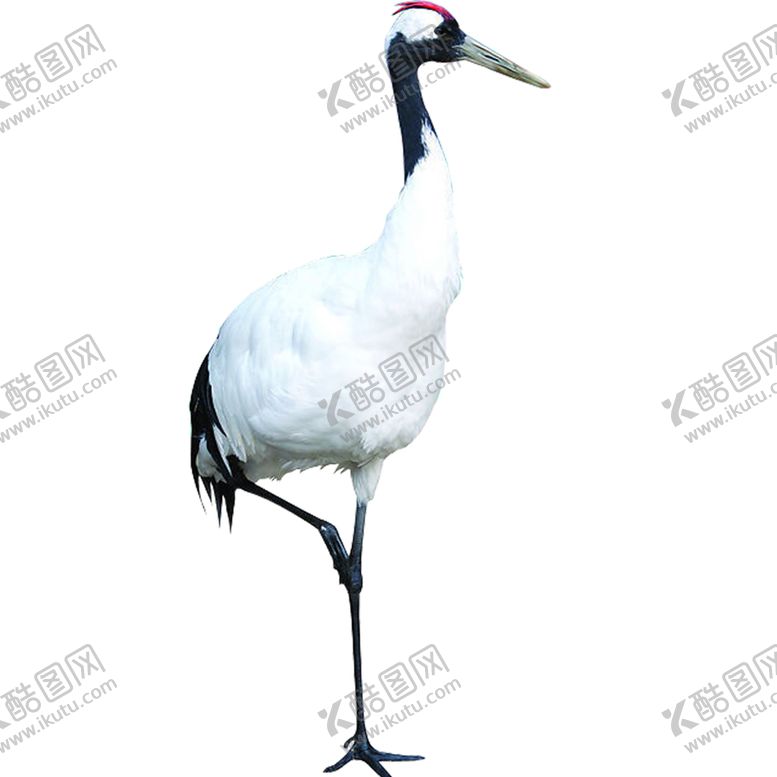 编号：43414807020130429260【酷图网】源文件下载-仙鹤