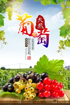 葡萄海报设计