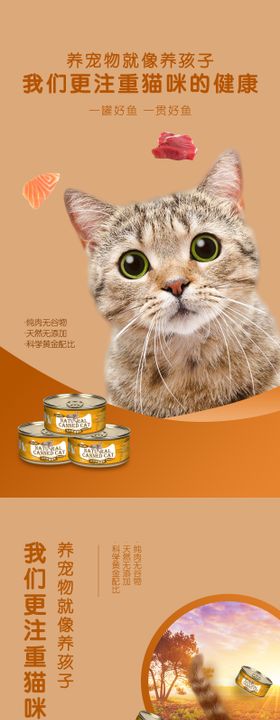 猫 宠物 家宠 动物 猫咪